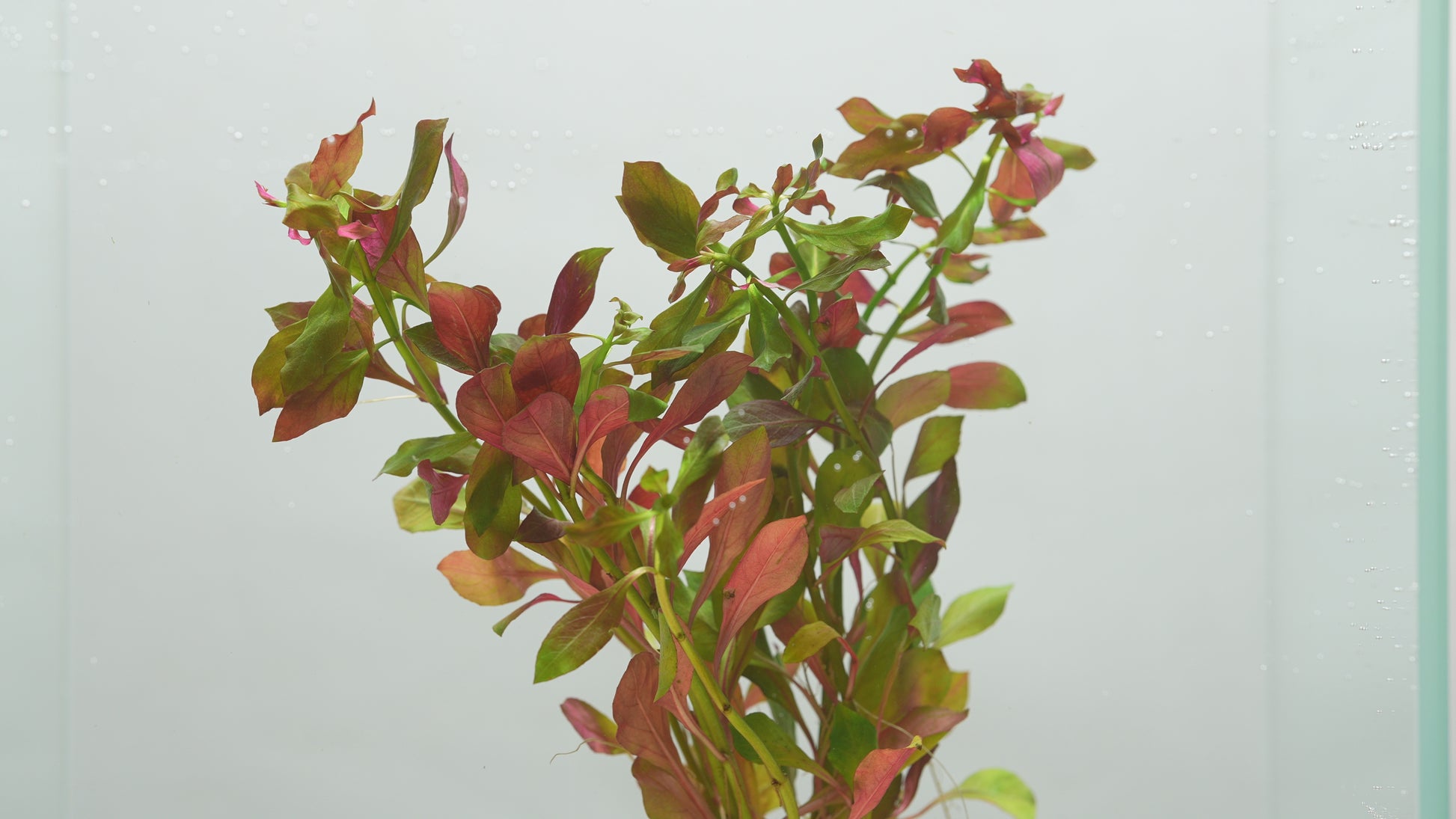 Ludwigia Glandulosa