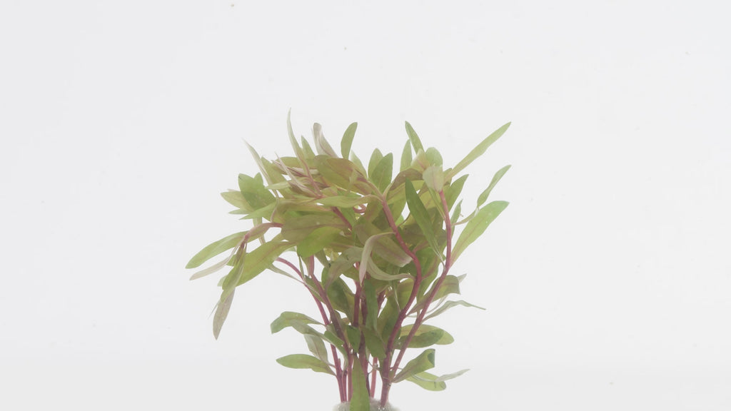 Nesaea Pedicellata Golden