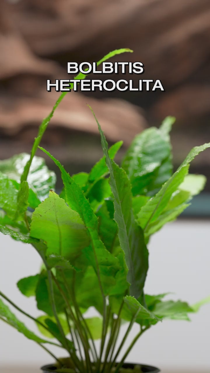 Bolbitis Heteroclita - Glass Aqua