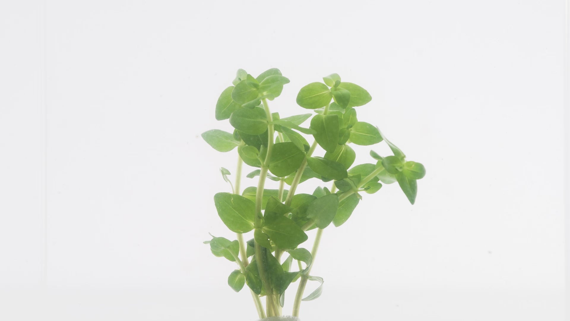 Bacopa Caroliniana - Glass Aqua