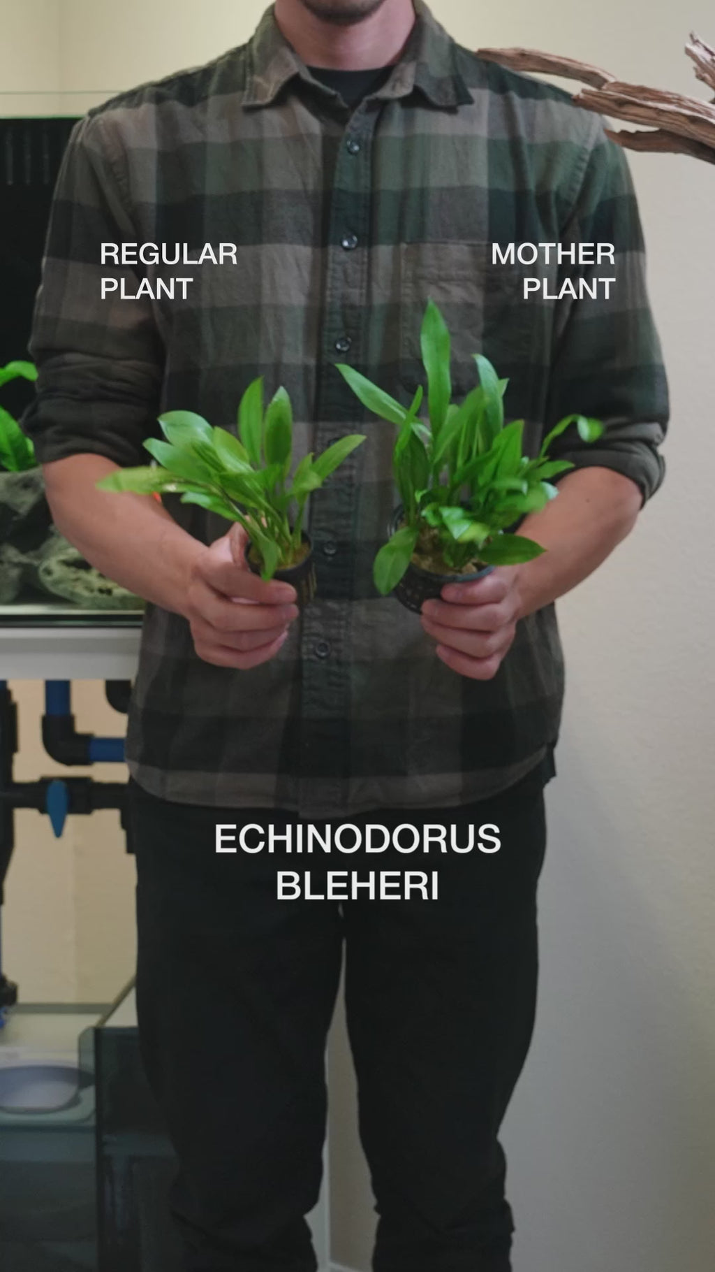 Echinodorus Bleheri - Easy Large Planted Aquarium Tank Mother Aquatic Plant