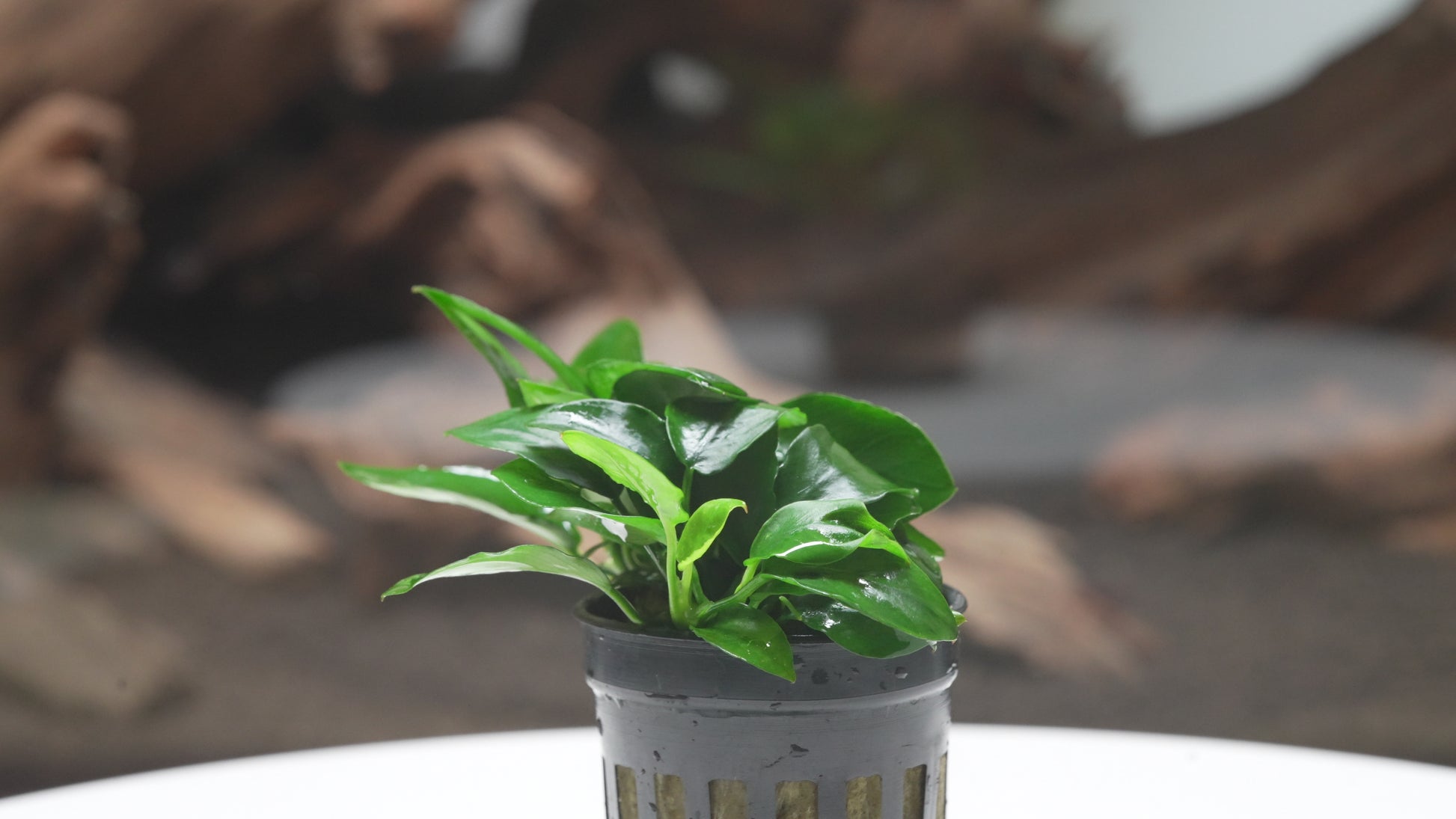 Shop Anubias Nana Spear Leaf Aquatic Plants - Glass Aqua