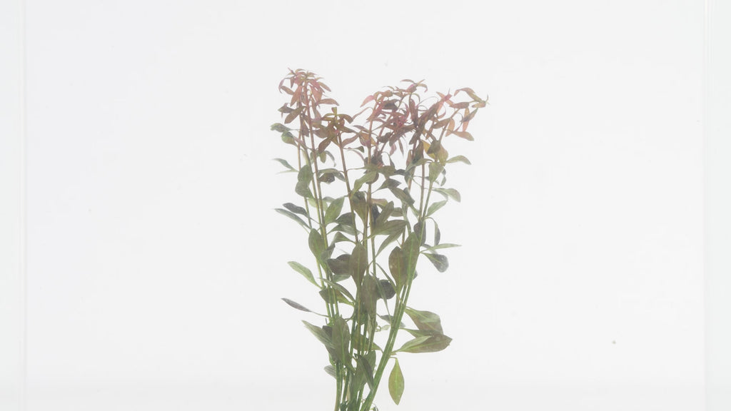 Ludwigia Arcuata - Glass Aqua