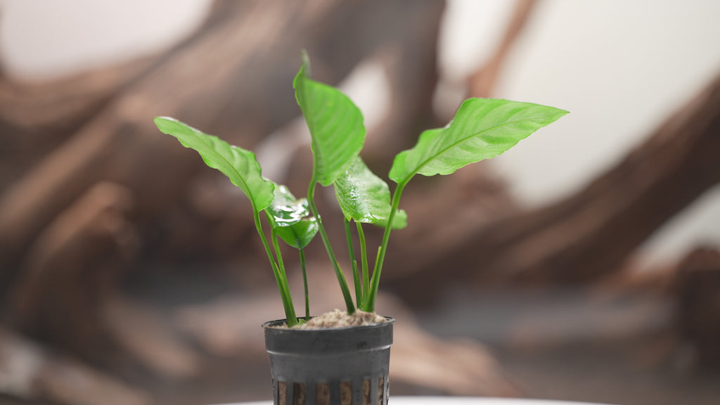 Anubias Wrinkle Leaf