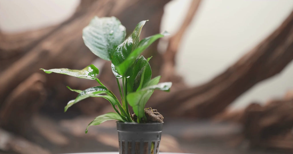Anubias Barteri Broad Leaf - Freshwater Aquatic Live Plant For Aquariums