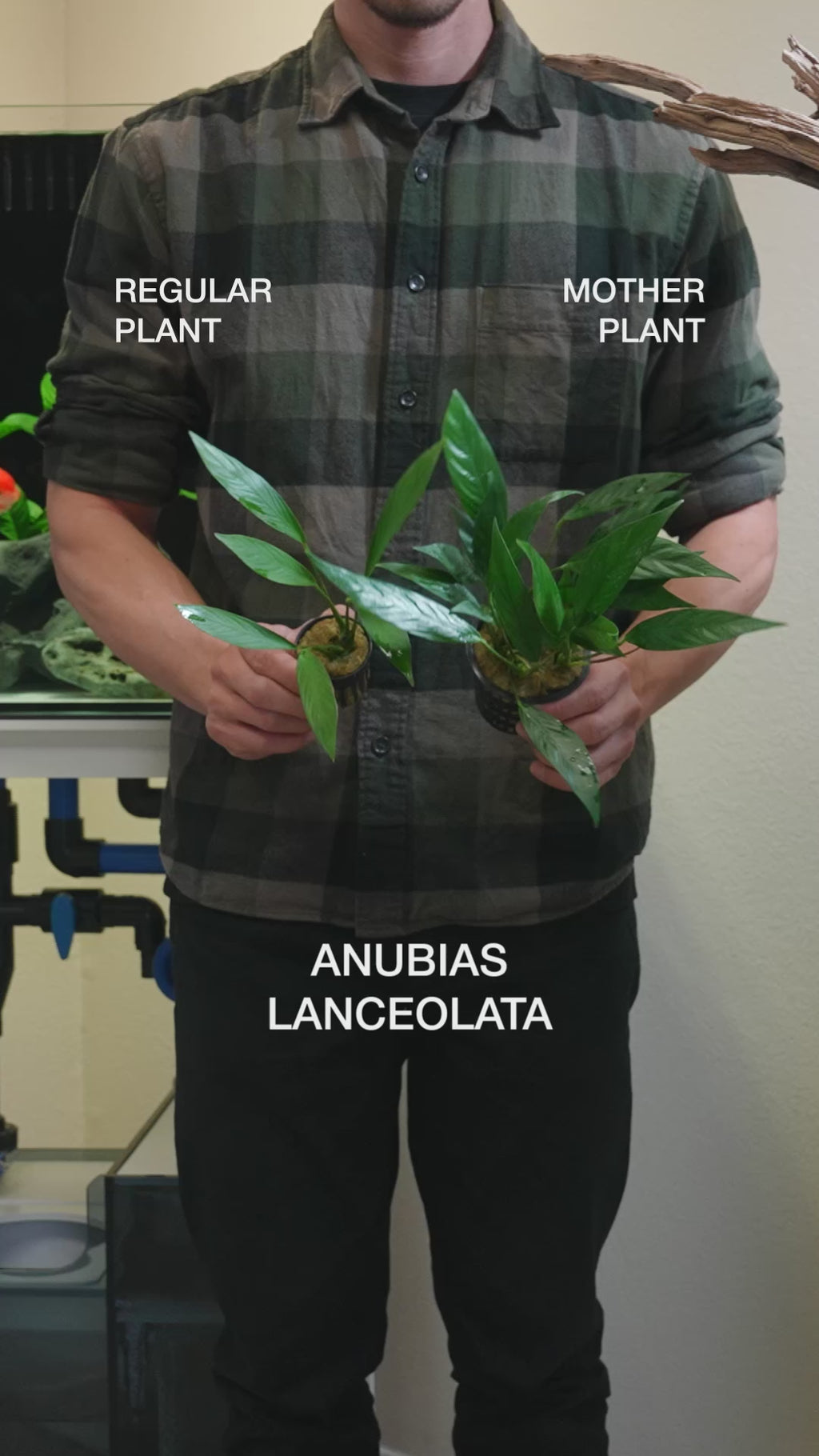 Anubias Lanceolata - Easy Large Planted Aquarium Tank Mother Aquatic Plant