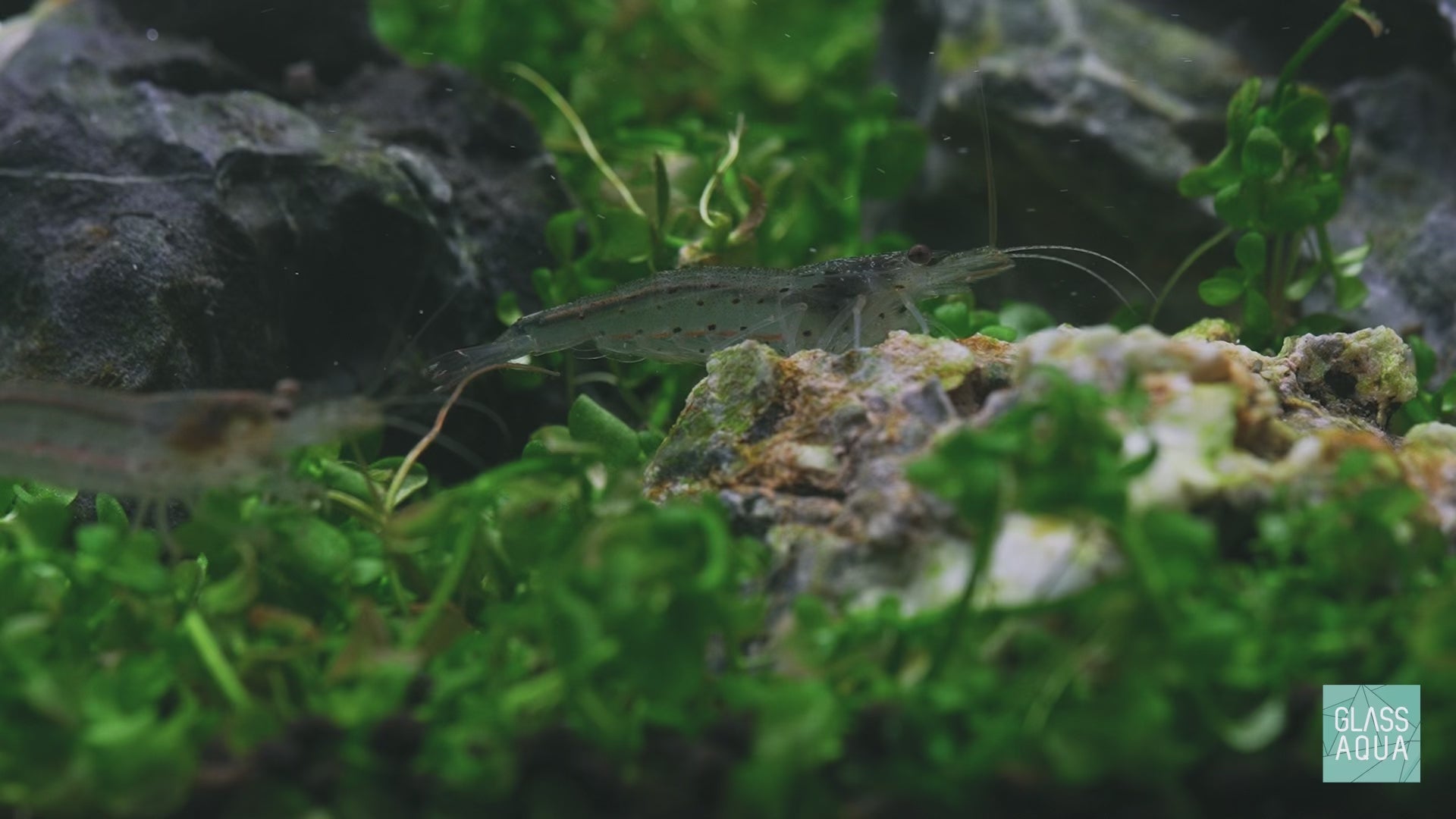 Planted Aquarium Tank Amano Shrimp Algae Eater