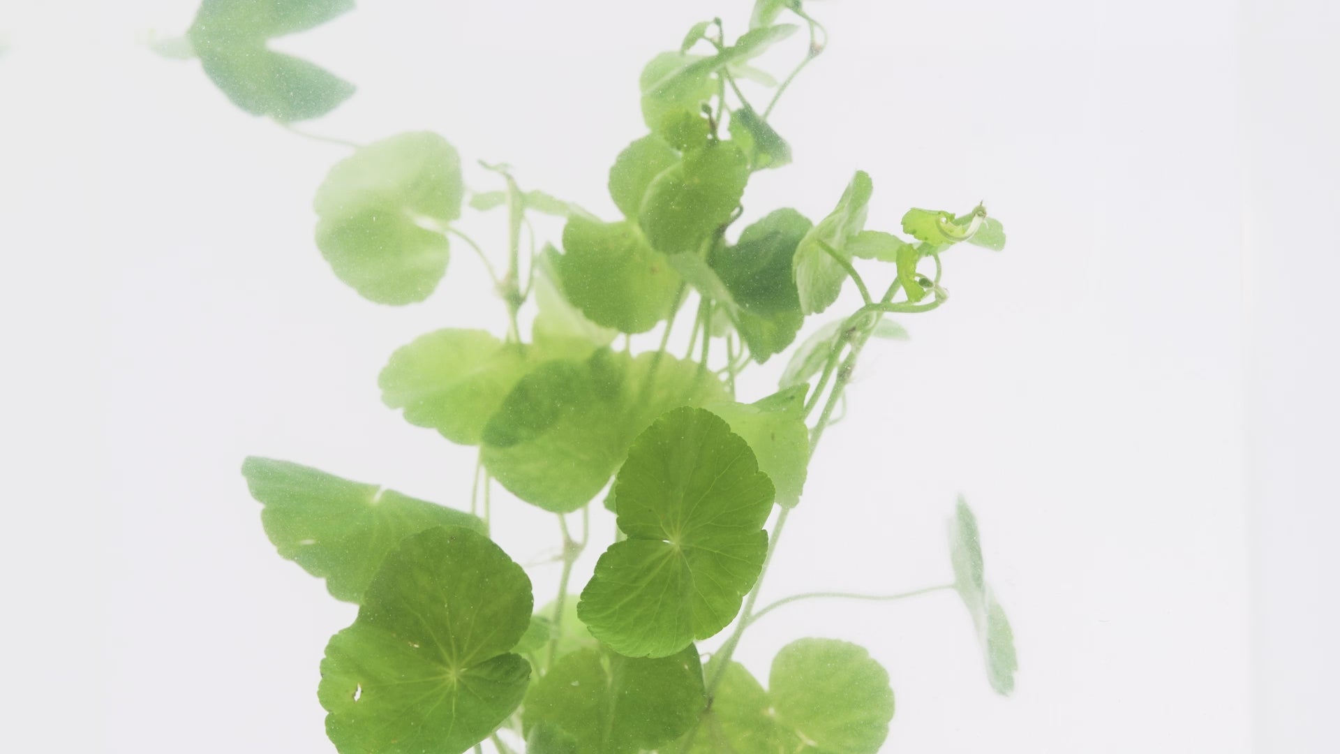 Shop Hydrocotyle Leucocephala Aquatic Plants - Glass Aqua