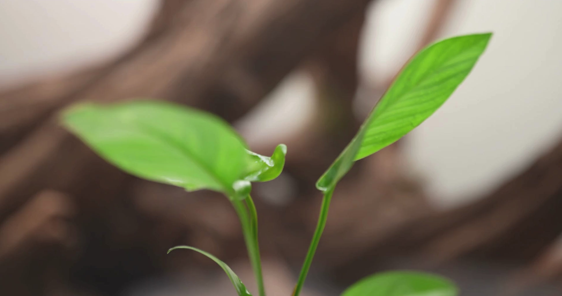 Anubias Hastifolia