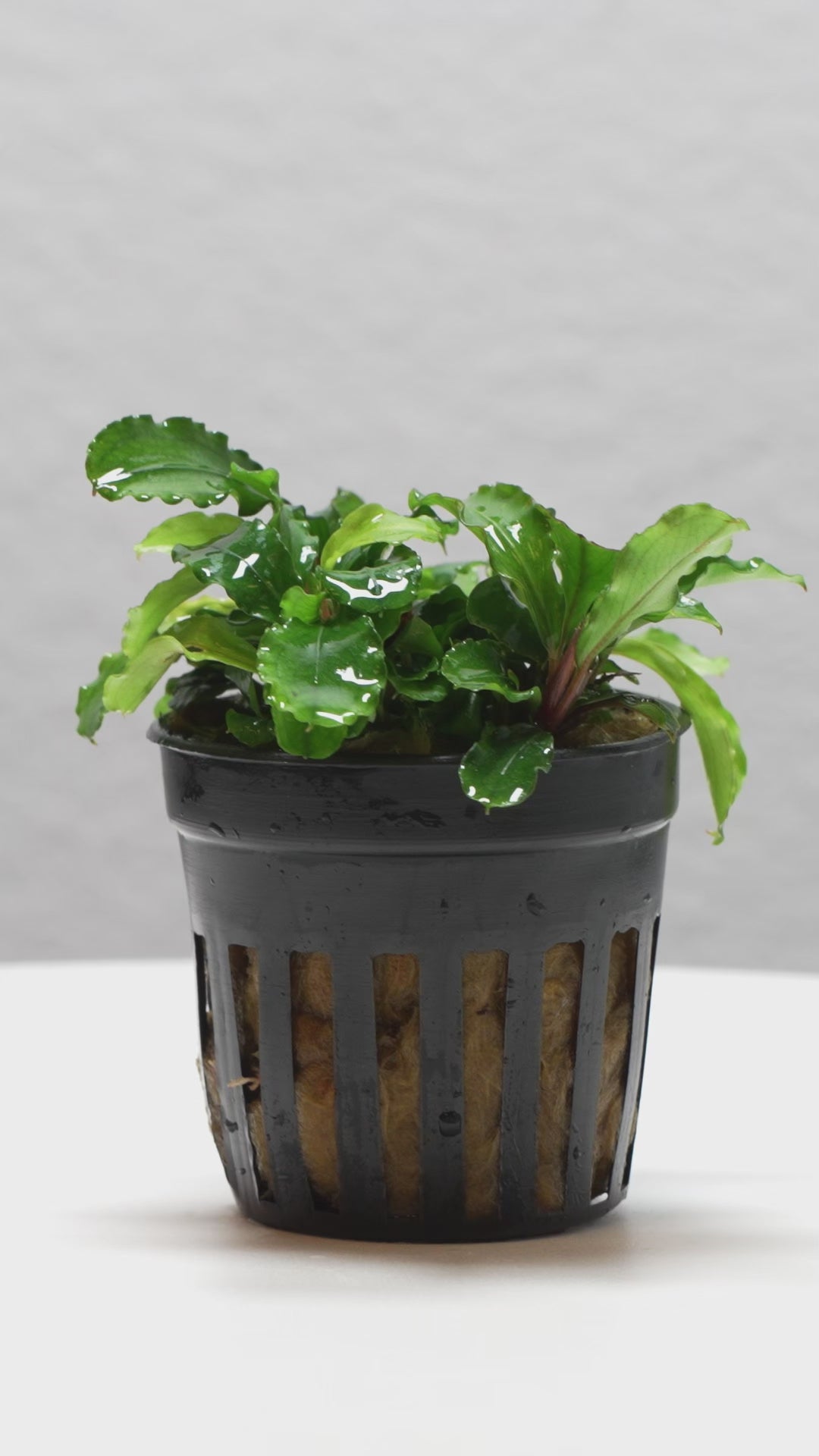 Bucephalandra Buce Green Wavy Easy Aquarium Plant for Planted Tank