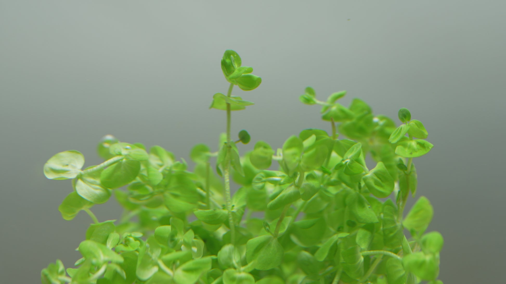Micranthemum Umbrosum