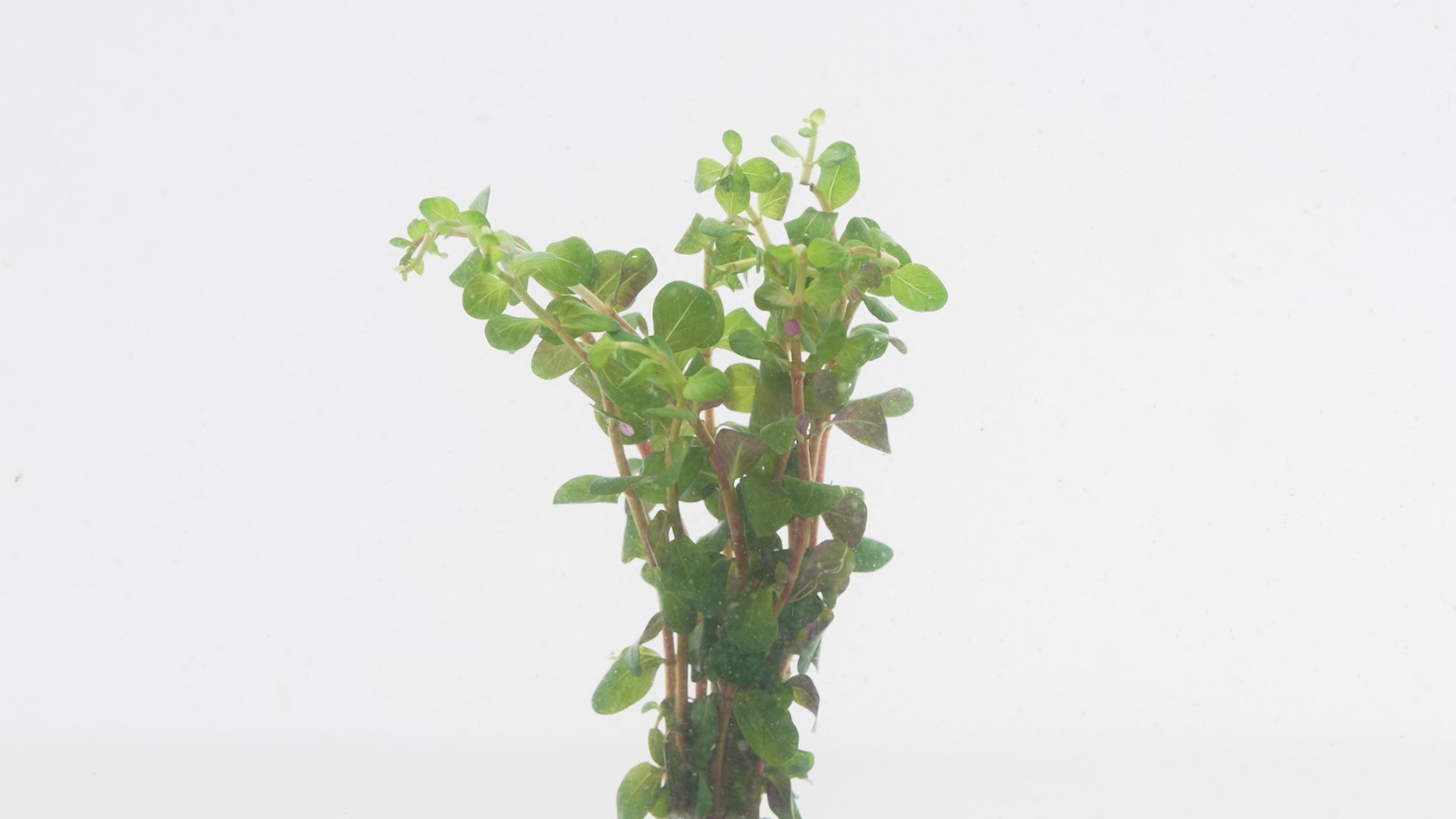 Rotala Mexicana - Glass Aqua