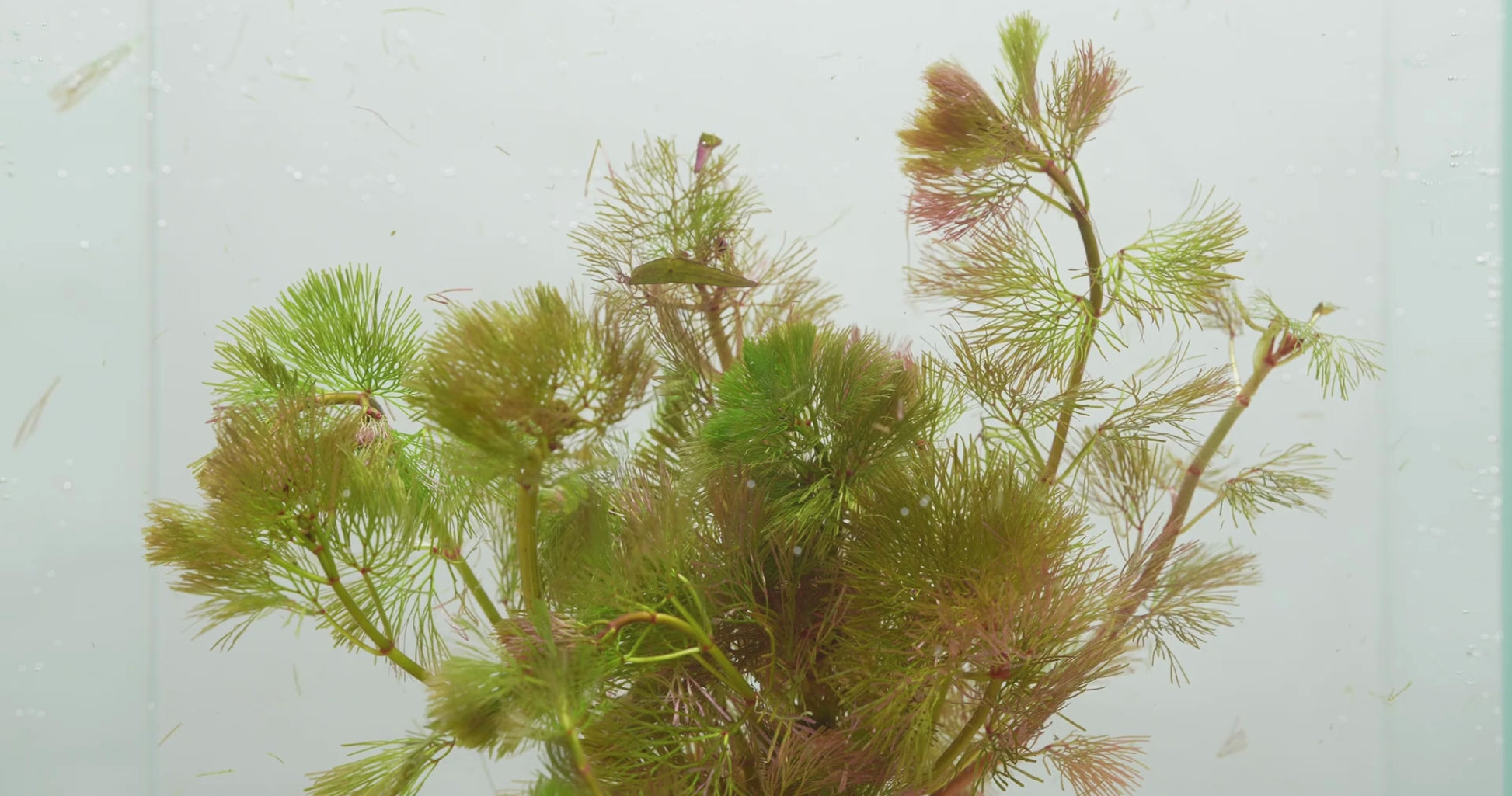 Cabomba-Piauhyensis-Red