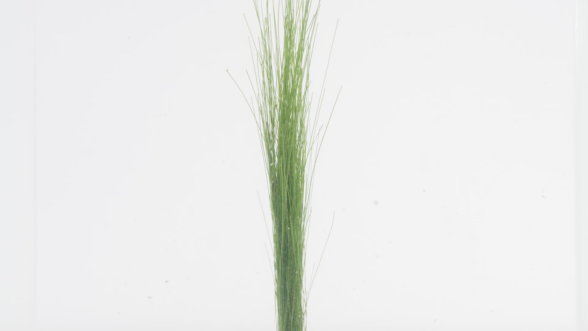 Eleocharis Vivipara - Glass Aqua