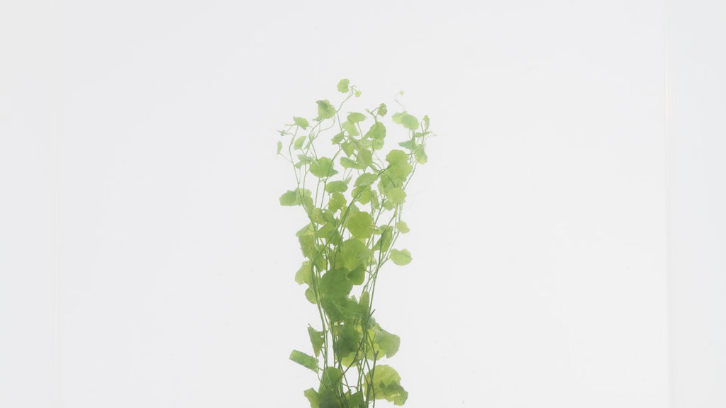 Cardamine Lyrata - Glass Aqua