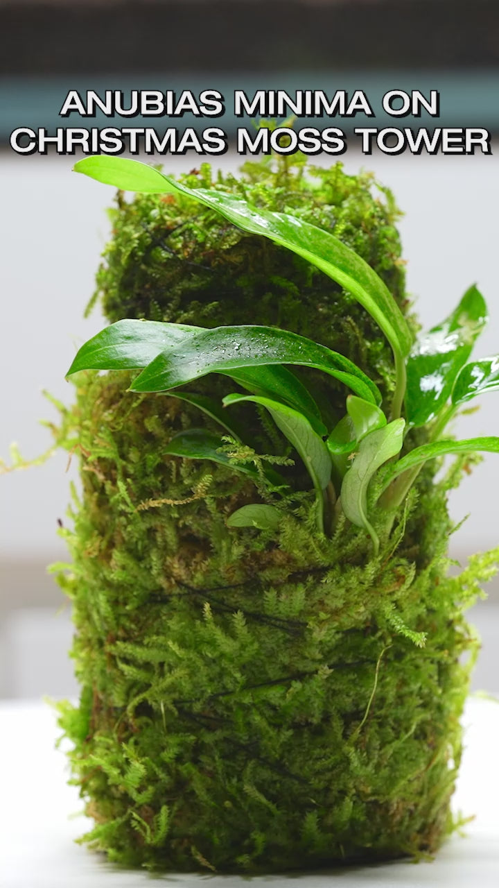 Anubias Minima Moss Tower Live Aquarium Plant Decor for Planted Tank