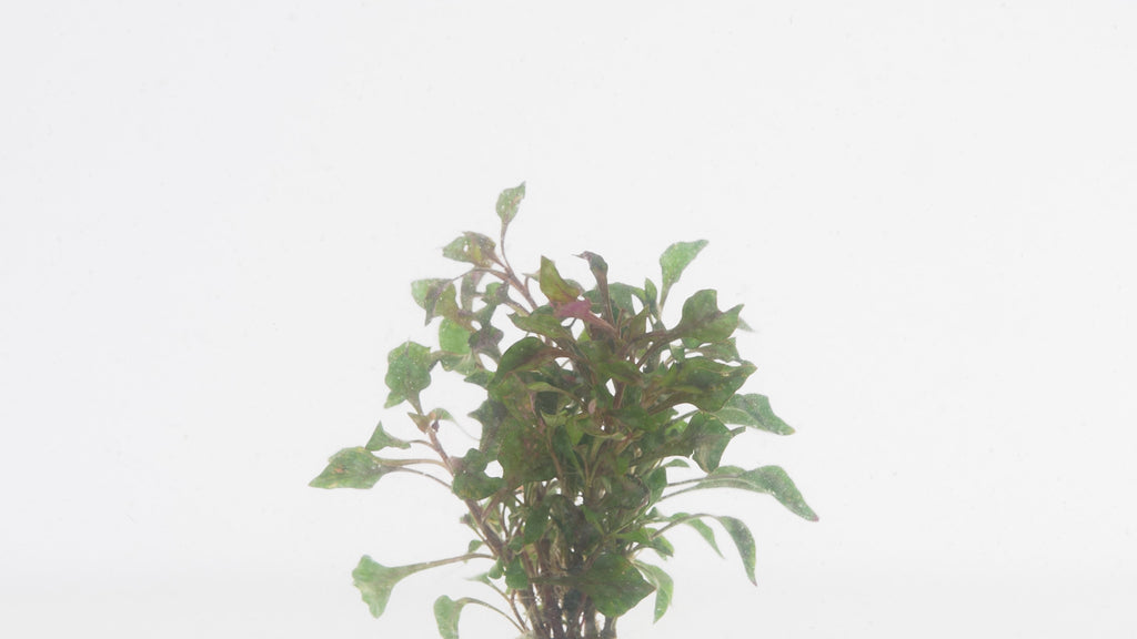 Alternanthera Bettzickiana - Glass Aqua
