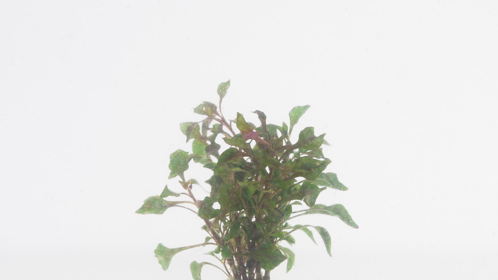 Alternanthera Bettzickiana - Glass Aqua