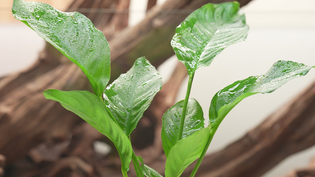 Anubias Heterophylla