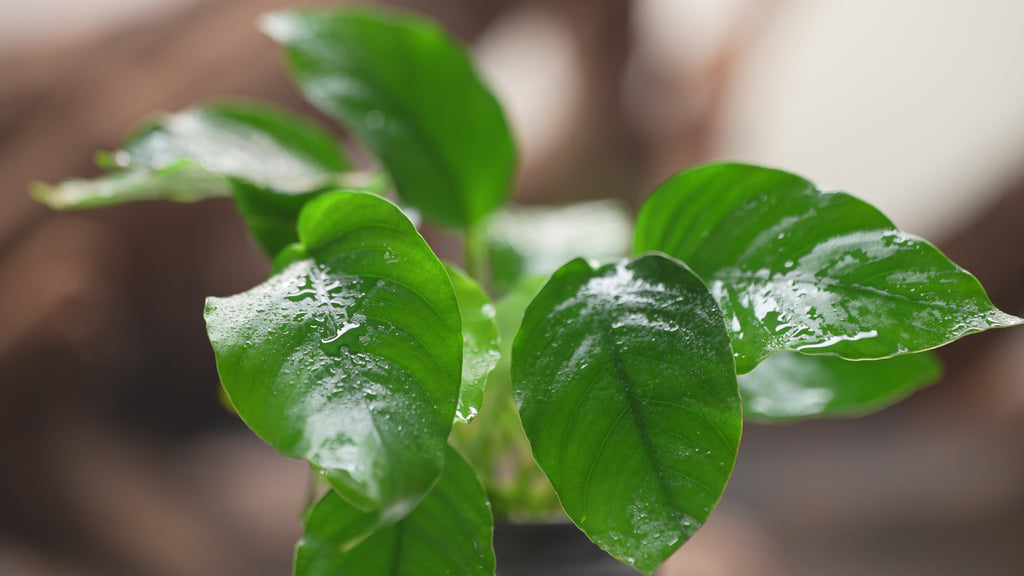 Anubias Barteri Easy Low Light Aquarium Aquatic Plant - Glass Aqua