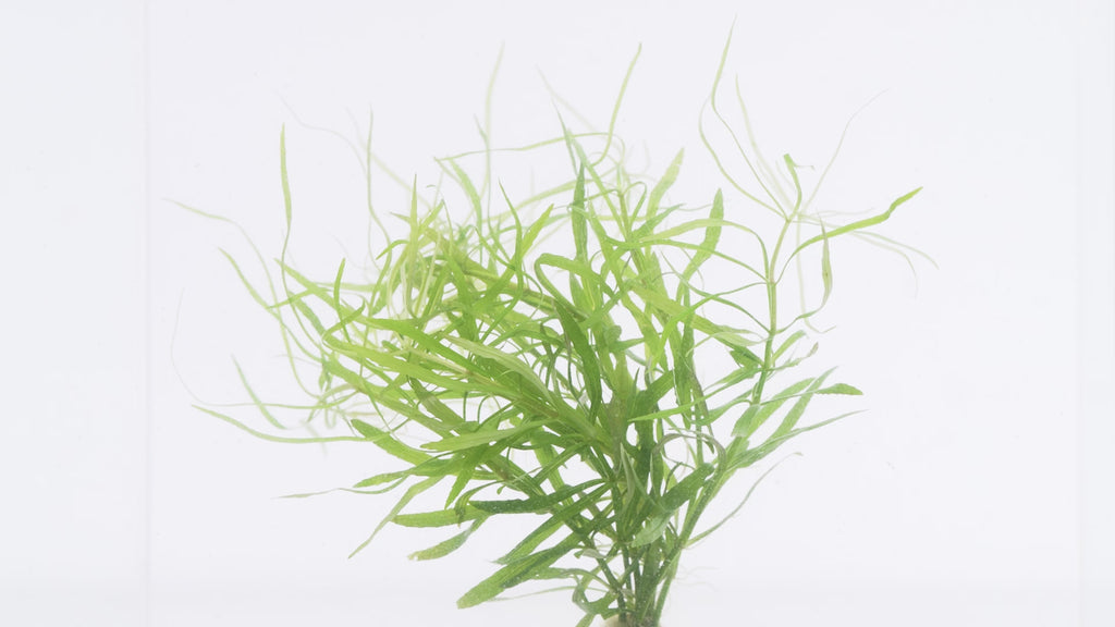 Shop Eusteralis Stellata Aquatic Plants - Glass Aqua