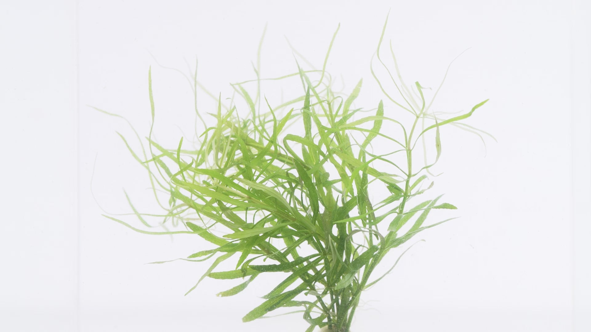 Shop Eusteralis Stellata Aquatic Plants - Glass Aqua