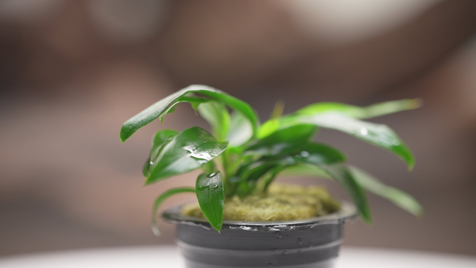 Anubias Chili Jalapeno | Rare Anubias Aquarium Plant