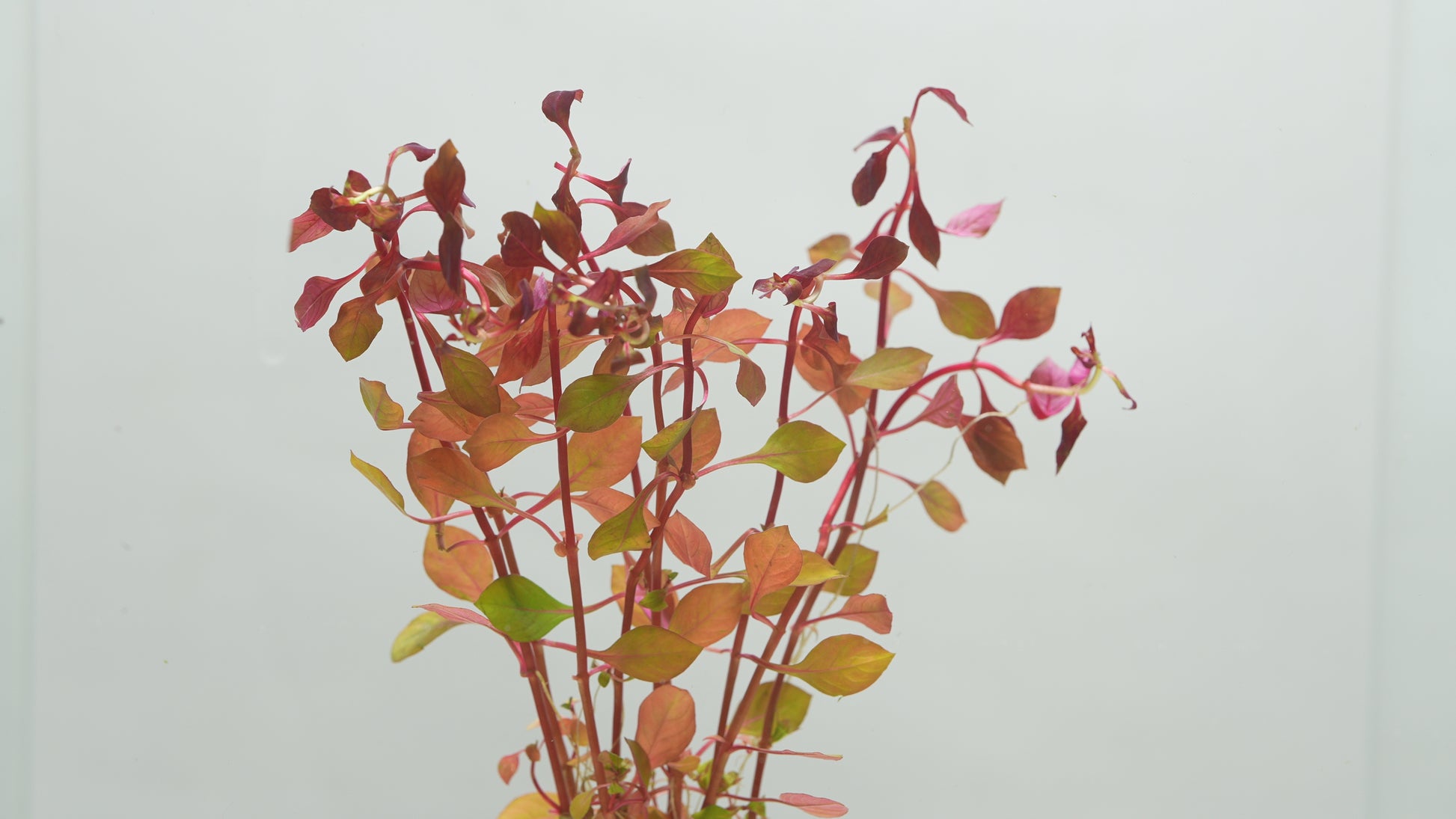 Ludwigia Natans