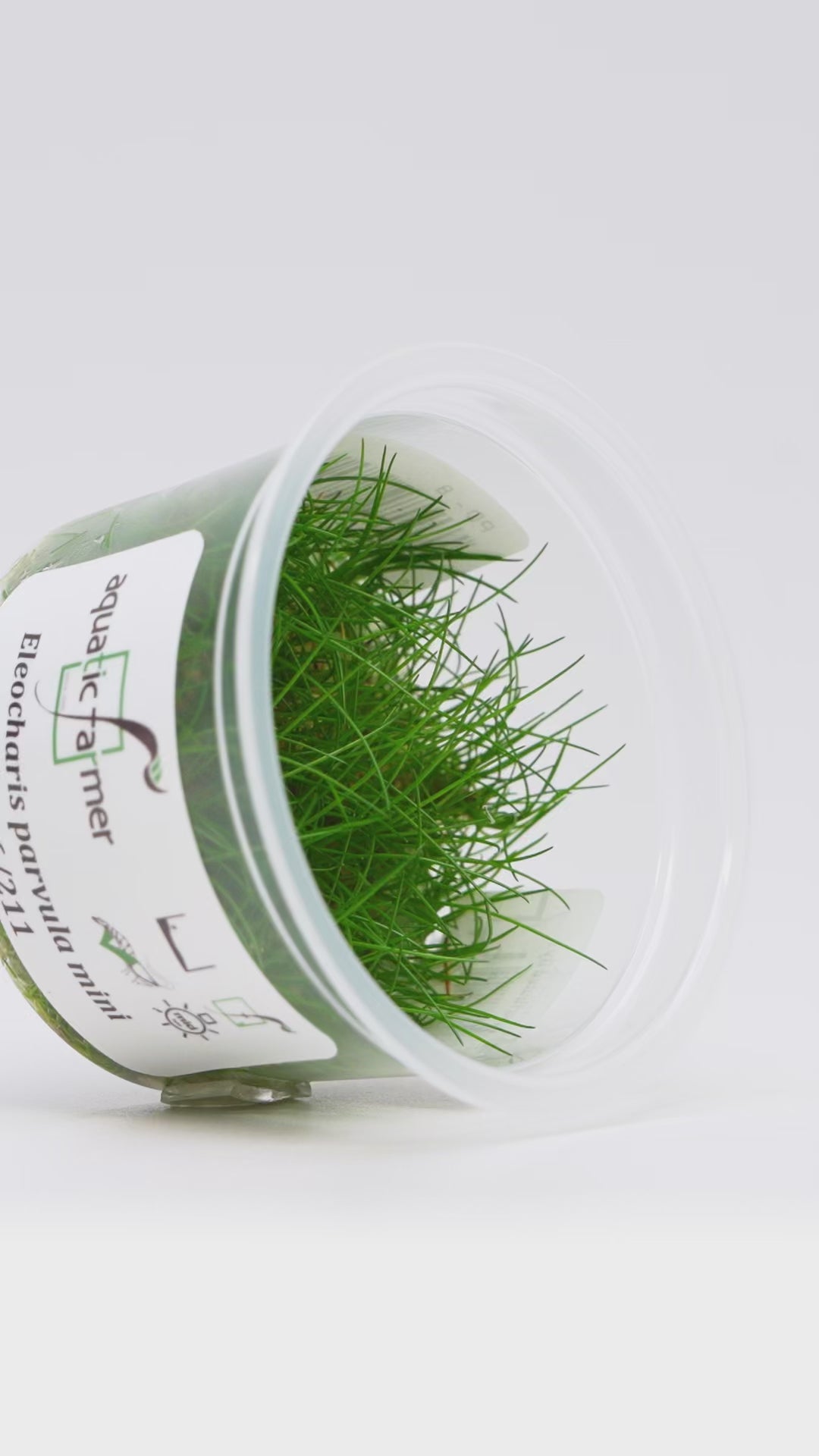 Eleocharis Parvula Mini