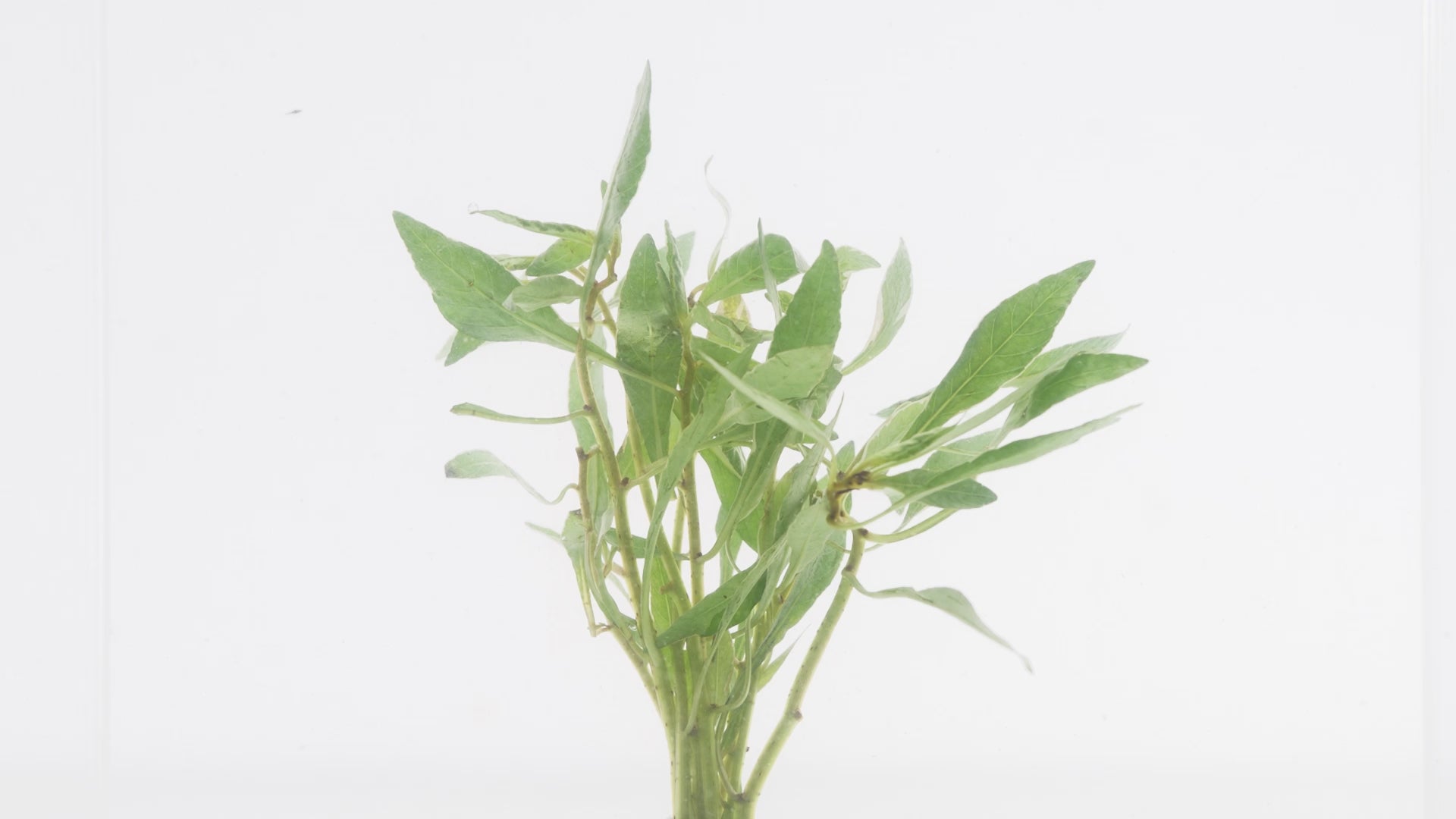Shop Ludwigia White Aquatic Plants - Glass Aqua