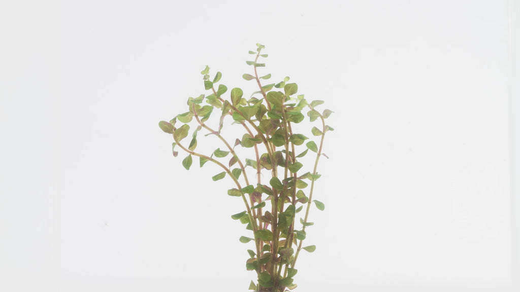 Rotala H'Ra - Glass Aqua