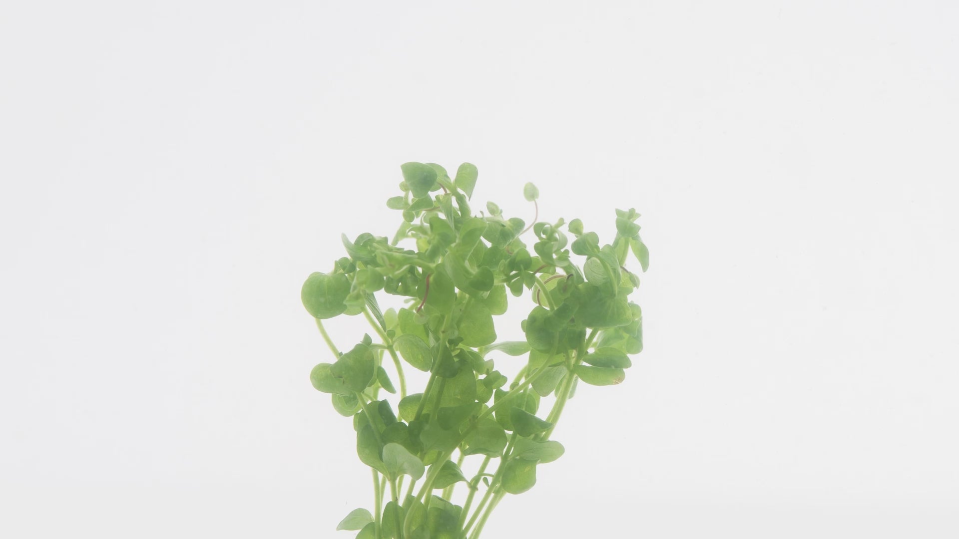 Shop Bacopa Australis Aquatic Plants - Glass Aqua