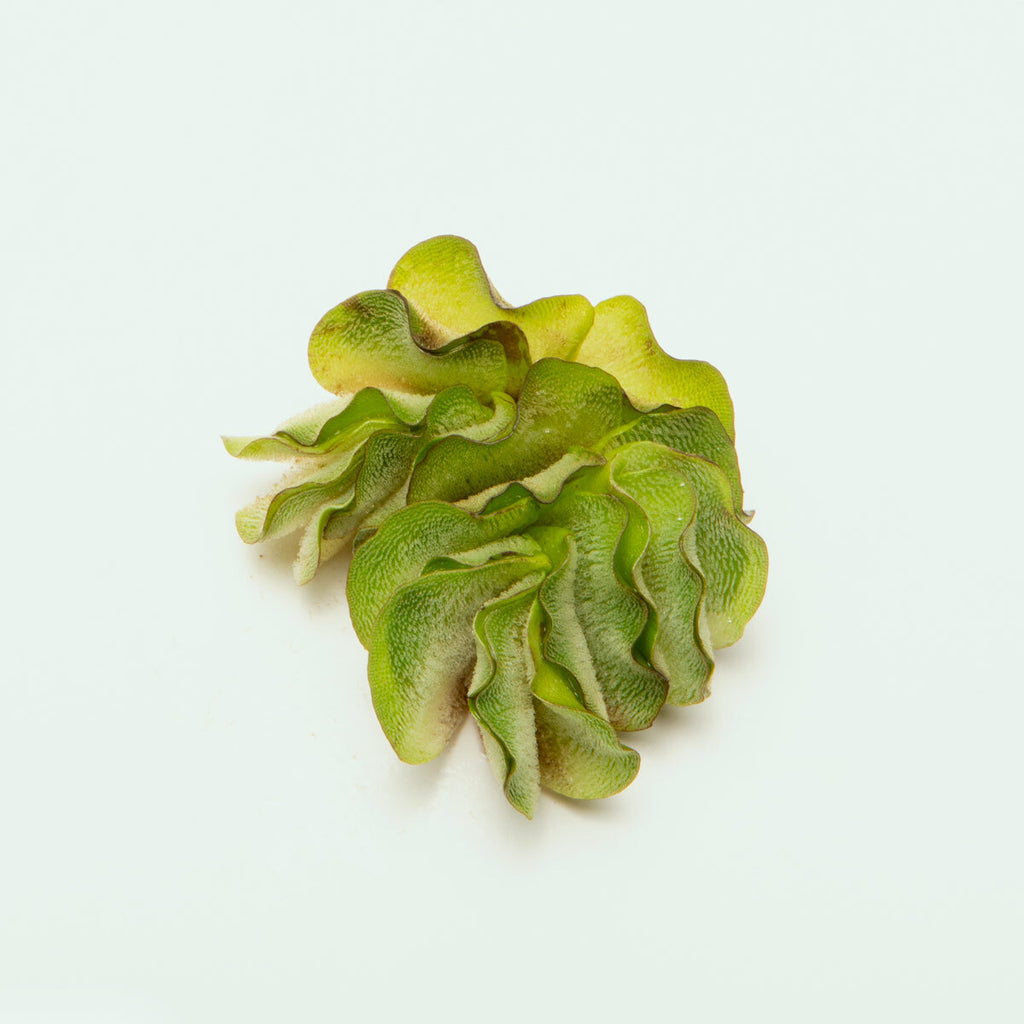 Assorted Floating Plant Bag - Glass Aqua