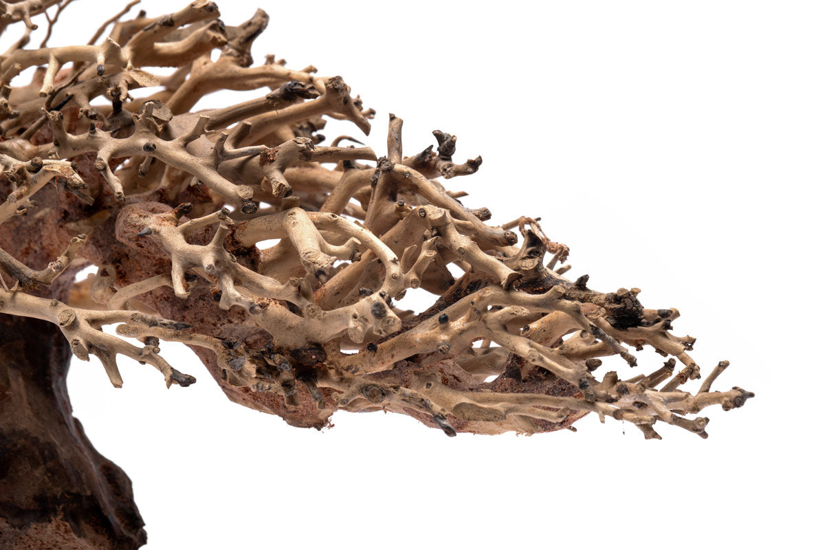 Ultum Nature Systems UNS Bonsai Tree Driftwood Aquarium Hardscape Wood 019