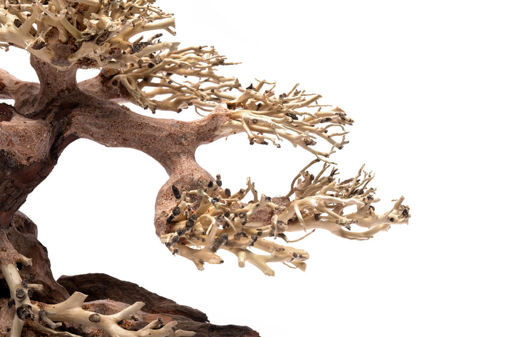Ultum Nature Systems UNS Bonsai Tree Driftwood Aquarium Hardscape Wood 021