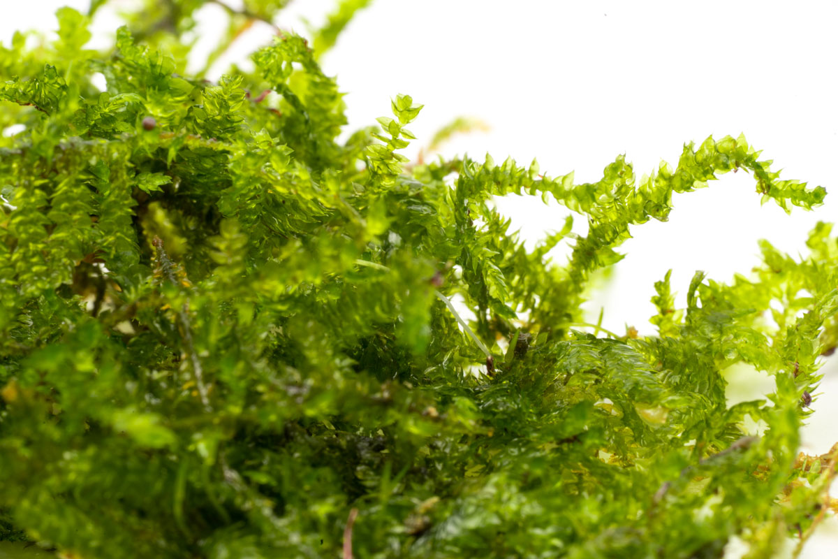 Floating Moss Ball - Glass Aqua