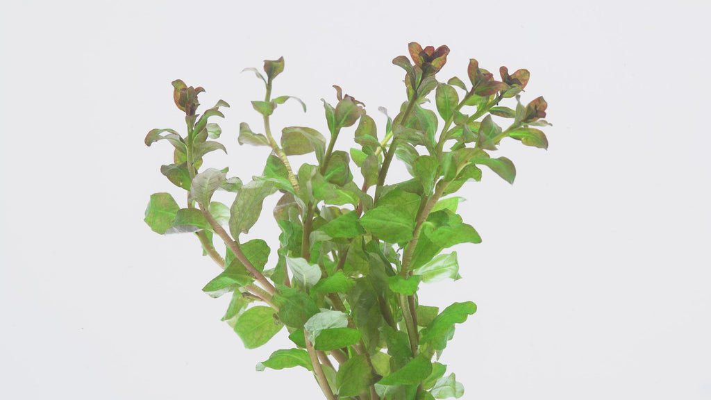Shop Ludwigia Senegalensis Aquatic Plants - Glass Aqua