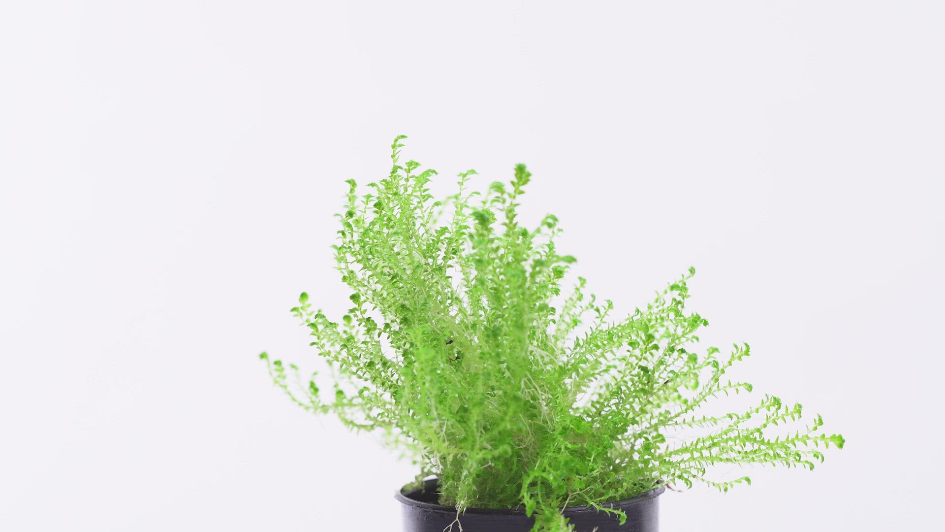 Selaginella Kraussiana Club Moss Easy Terrarium House Plant