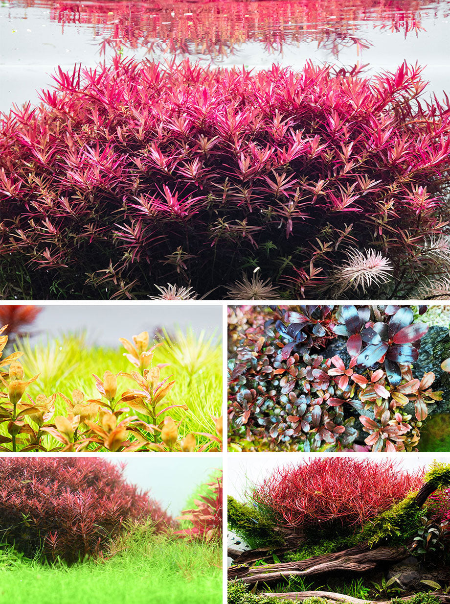 Aquario Aquatic Plant Conditioner Set | Shop Aquarium Conditioners - Glass Aqua