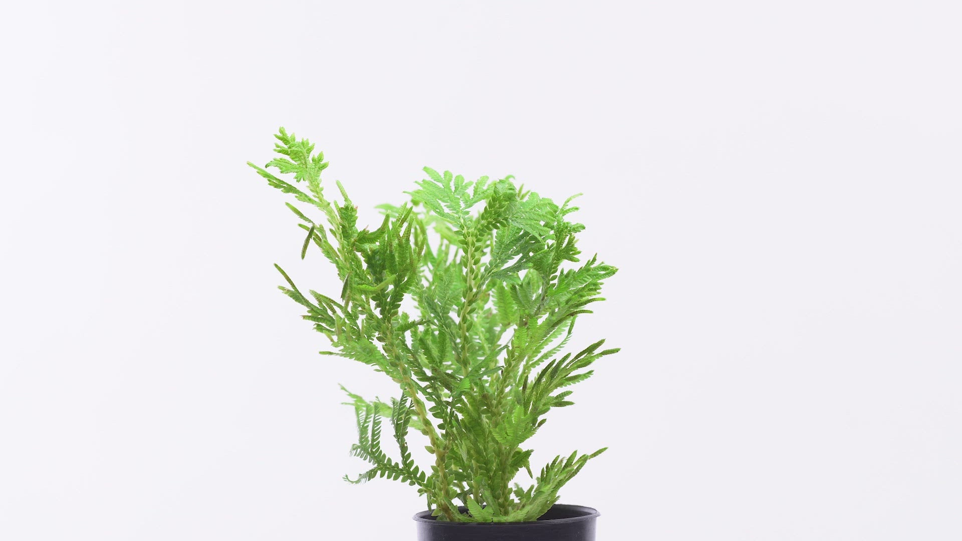 Selaginella Wallichi