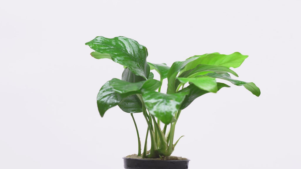 Anubias Barteri Easy Low Light Aquarium Aquatic Plant - Glass Aqua