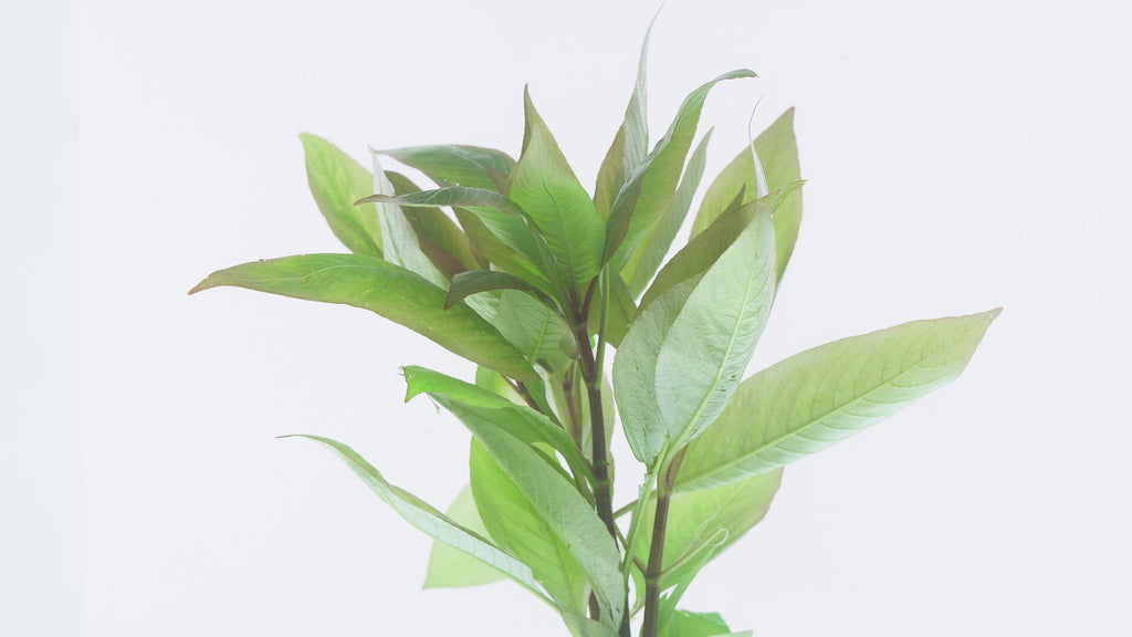 Shop Hygrophila Compact Aquatic Plants - Glass Aqua