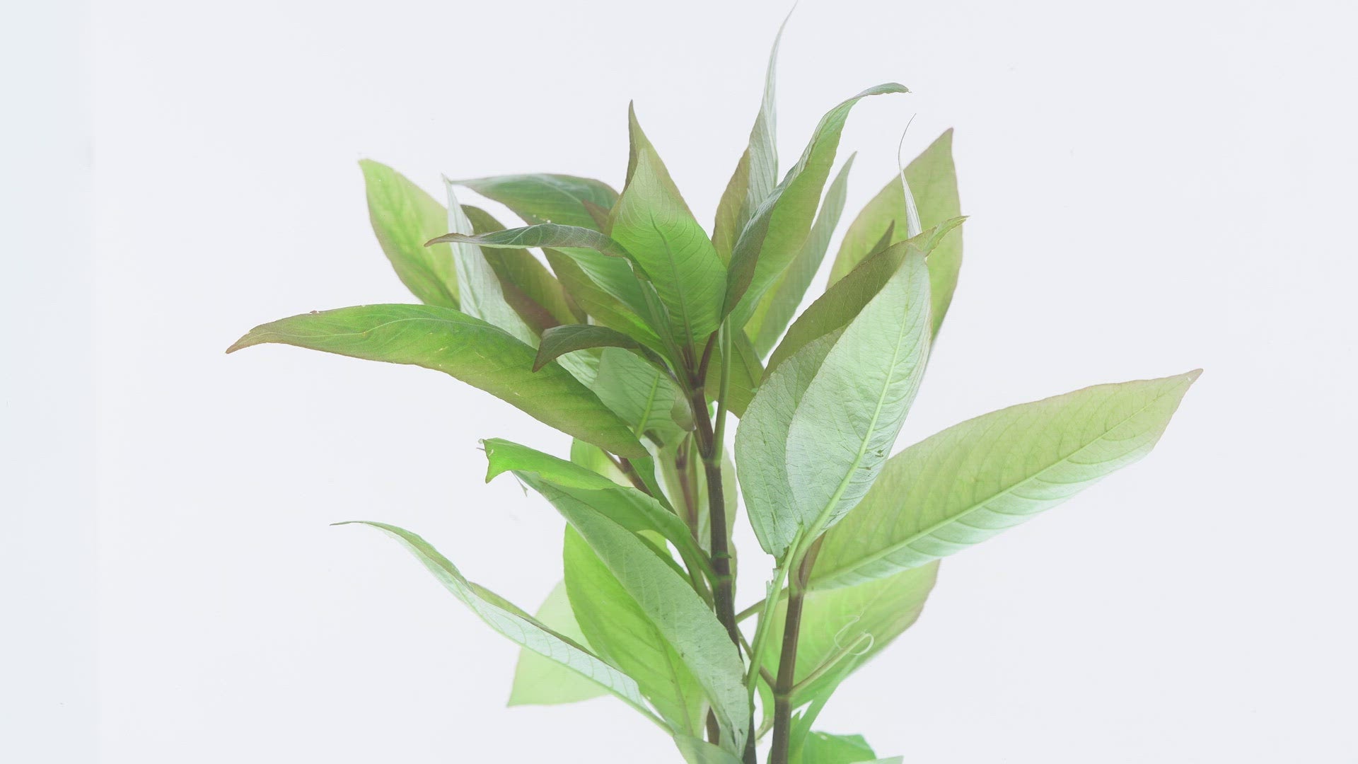 Shop Hygrophila Compact Aquatic Plants - Glass Aqua