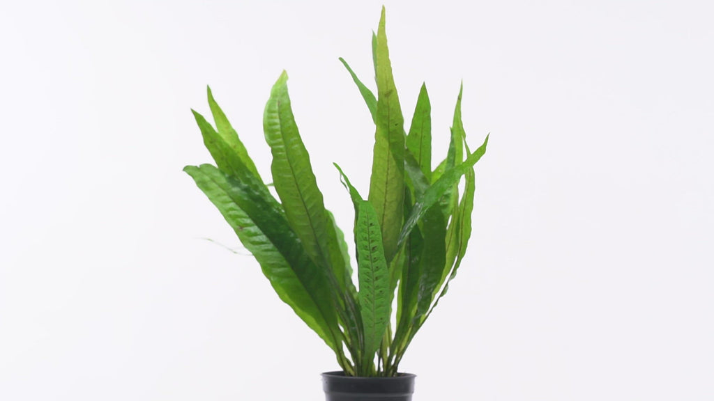 Java Fern Microsorum Pteropus Easy Beginner Aquatic Aquarium Plant