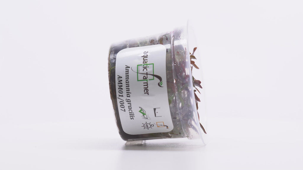 Shop Ammania Gracilis Tissue Culture Aquatic Plants - Glass Aqua