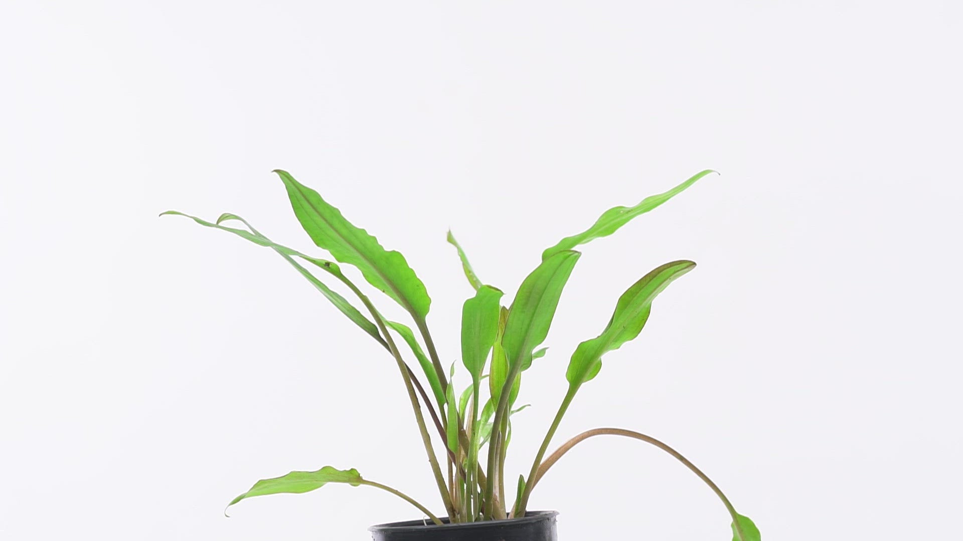 Shop Cryptocoryne Sri Lanka Aquatic Plants - Glass Aqua