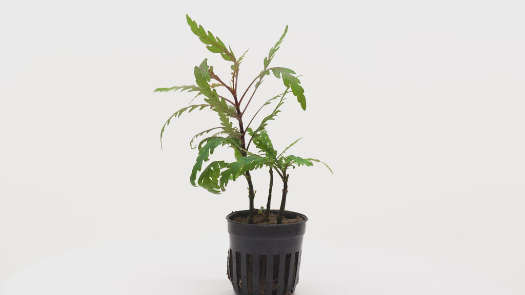 Shop Hygrophila Pinnatifida Aquatic Plants - Glass Aqua