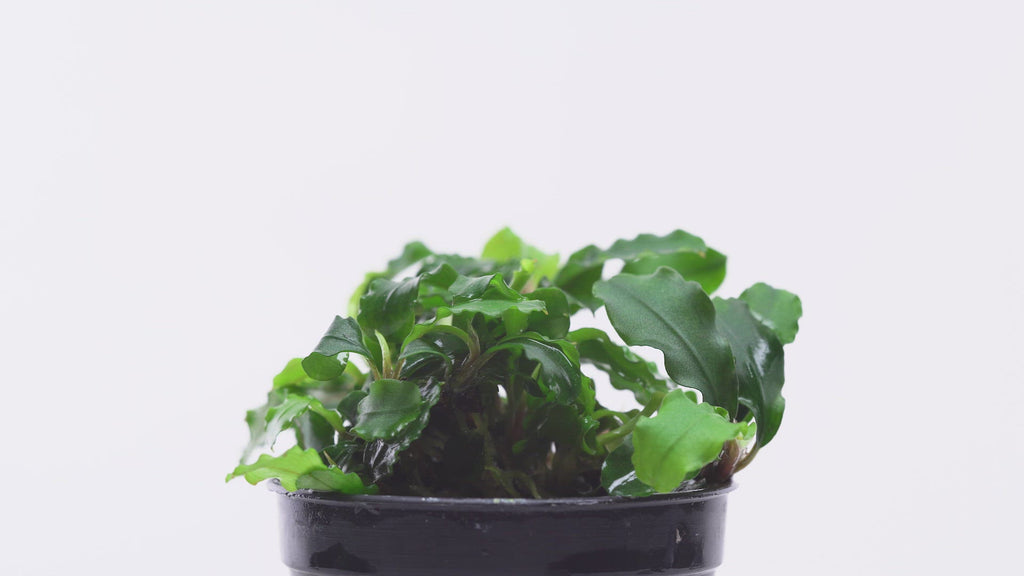 Shop Bucephalandra Broad Wavy Aquatic Plants - Glass Aqua