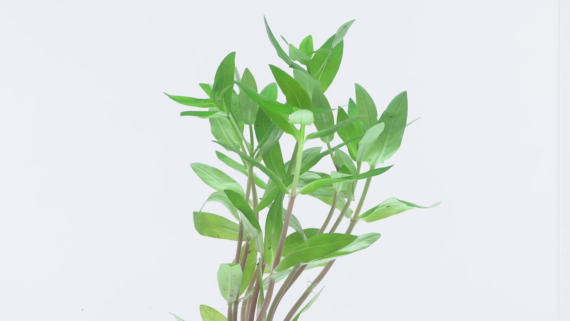 Nesaea Triflora Aquatic Aquarium Plant for Planted Aquarium Tanks