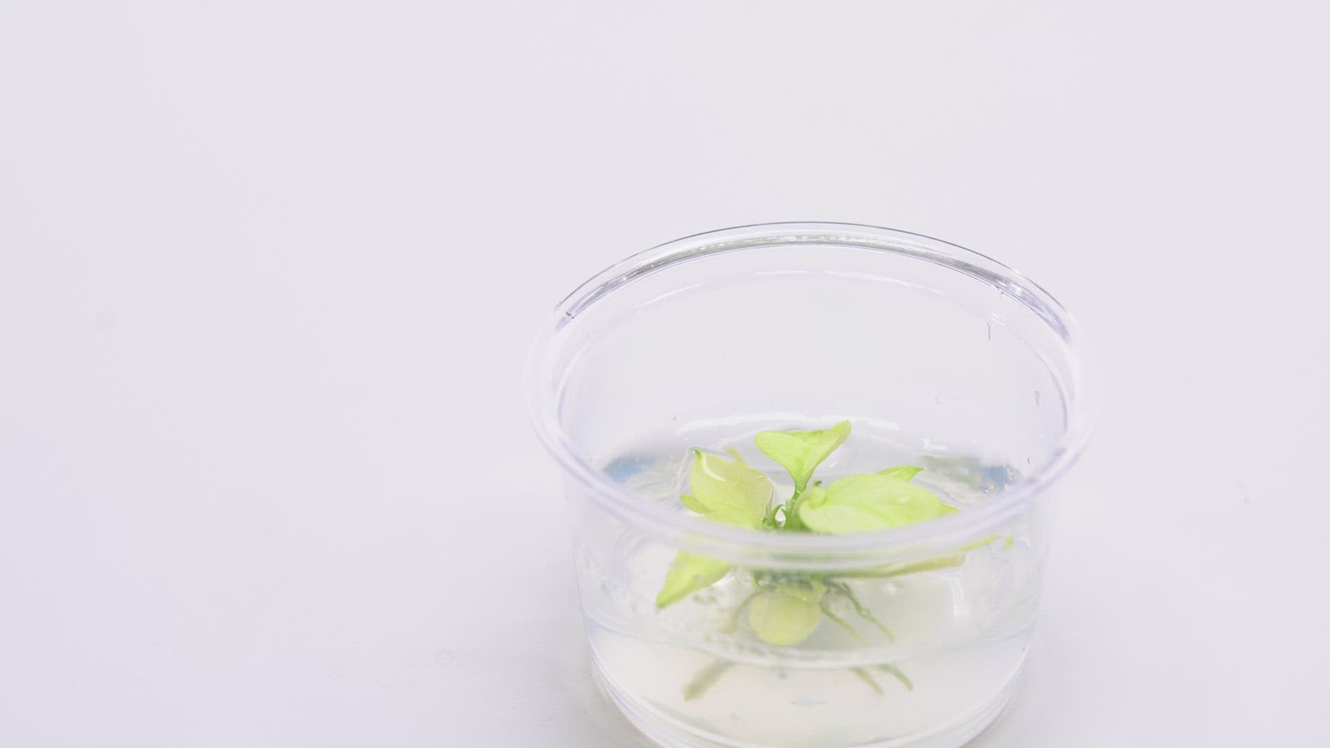 Shop Anubias Nana Snow White Aquatic Plants - Glass Aqua